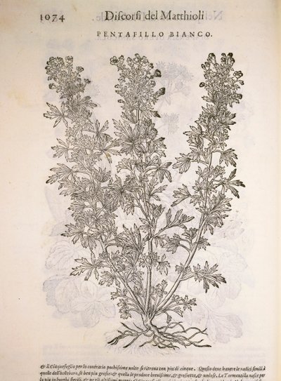 Ezüstfű (Potentilla alba), Pier Andrea Mattioli metszete alkotó: Pietro Andrea Mattioli
