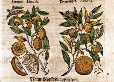 A citrusfélék. Narancs és citromfa. Metszet - a „” Kreutterbuch dess magasan tanult és jól ismert Mr. D. Petri Andreae Matthioli”-ban, Pietro Andrea Mattioli (Matthiole) (1500-1577). Frankfurt alkotó: Pietro Andrea Mattioli