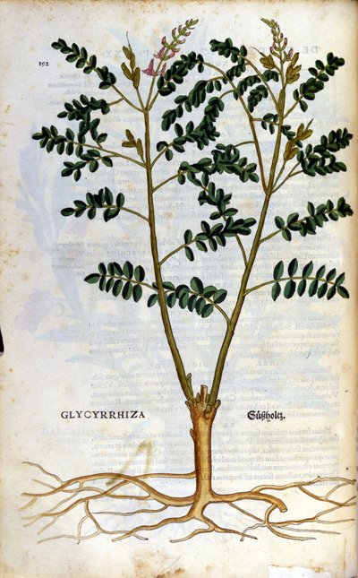 Az édesgyökér. Metszet - a „” Kreutterbuch dess magasan tanult és jól ismert Mr. D. Petri Andreae Matthioli”-ban, Pietro Andrea Mattioli (Matthiole) (1500-1577). Frankfurt alkotó: Pietro Andrea Mattioli