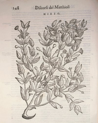 Igazi mirtusz (Myrtus communis), Pier Andrea Mattioli metszete alkotó: Pietro Andrea Mattioli