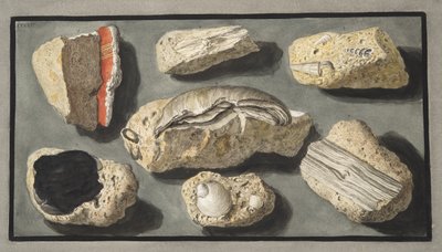 Tufa-példányok, amelyeket Herculaneumban és környékén találtak, XXXXV. tábla, Sir William Hamilton (1730-1803) „Campi Phlegraei: Observations on the Volcanoes of the Two Sicilies” című művéből, 1776. alkotó: Pietro Fabris