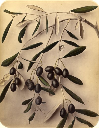 Olajbogyó, 1870-es évek (albumnyomat) alkotó: Pietro Guidi