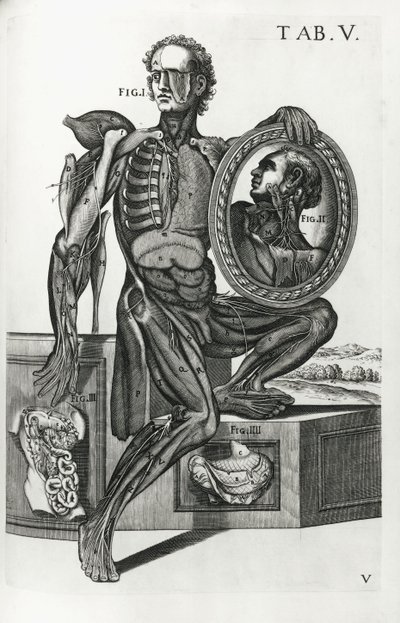 V. tábla az „Anatómiai táblázatokból” alkotó: Pietro da Cortona