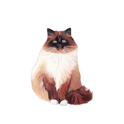 Birman Cat, 2014 (akvarell és gouache, papír) alkotó: Polly Horner