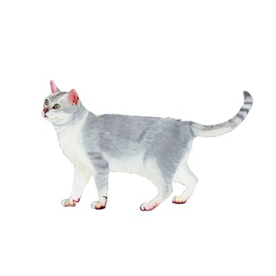 Burmilla, 2014 (akvarell és gouache, papír) alkotó: Polly Horner