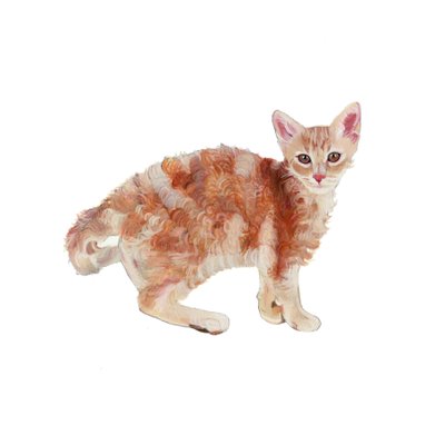 Laperm, 2014 (akvarell és gouache, papír) alkotó: Polly Horner