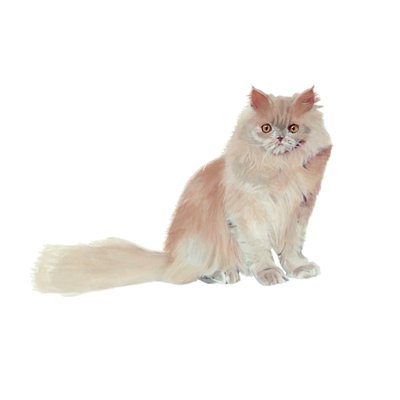 Perzsa lila, 2014 (akvarell és gouache, papír) alkotó: Polly Horner