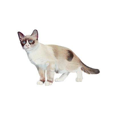 Hócipő, 2014 (akvarell és gouache, papír) alkotó: Polly Horner