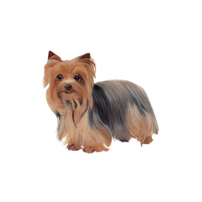 Yorkshire Terrier, 2011 (akvarell és gouache, papír) alkotó: Polly Horner