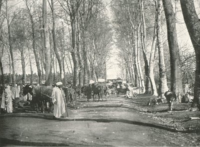 Arab vásár és piac, Boufarik, Algéria, 1895. alkotó: Poulton and Co