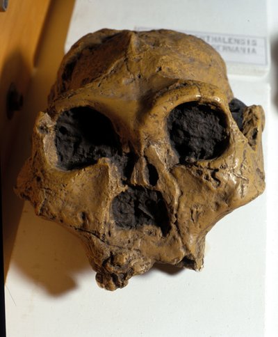 Australopithecus Africanus. Sterkfontein, Dél-Afrika. A koponya körülbelül 2,5 millió éves. alkotó: Prehistoric Prehistoric