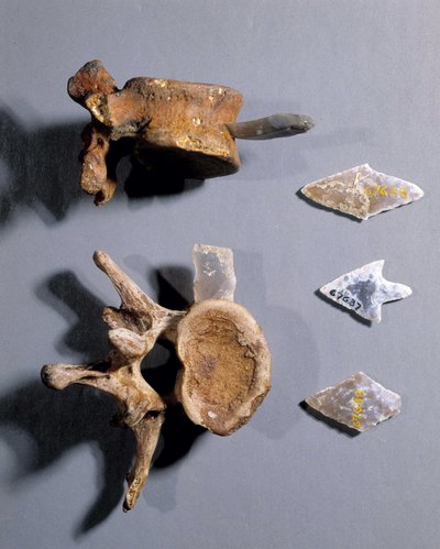 Tőkő őskori csonttal, Nemzeti Régiségek Múzeuma. alkotó: Prehistoric Prehistoric