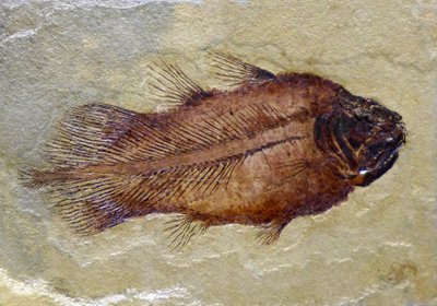 A karbon coelakant fosszilis lábnyoma (objektum) alkotó: Prehistoric Prehistoric