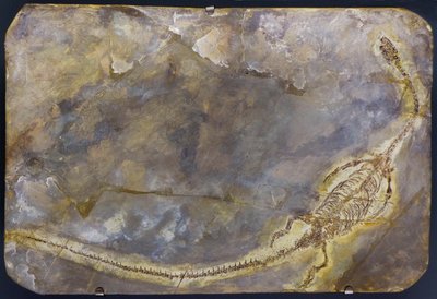 Hyphalosaurus lingyuanensis kövület (tétel) alkotó: Prehistoric Prehistoric