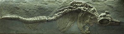 Ichthyosaurusz fosszília, jura (Lias) időszak alkotó: Prehistoric Prehistoric