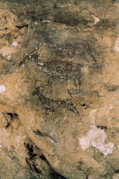 Mezolitikus sziklaművészet: Szarvasok és kecskék (i.e. 8000-7000), Spanyolország, Bicorp, La Arana-barlang (festmény) alkotó: Prehistoric Prehistoric