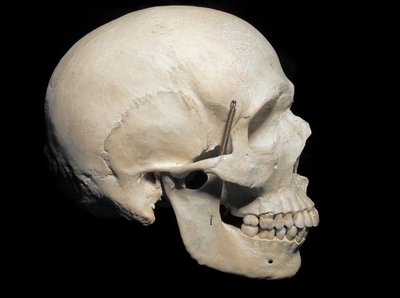 Őslénytan: jelen van a Homo sapiens daru, Polgári Természettudományi Múzeum, Milánó alkotó: Prehistoric Prehistoric