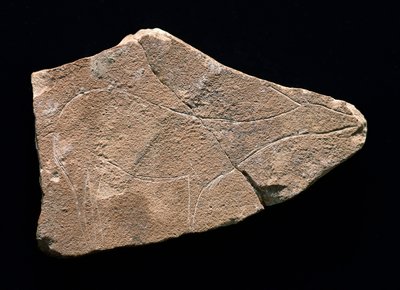 Szarvast ábrázoló petroglyf, Parpallo-barlang, Spanyolország. Felső paleolit, Solutreen (metszet) alkotó: Prehistoric Prehistoric