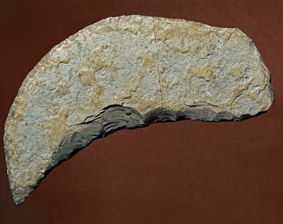 Őstörténet: a dániai Kjokkenmoddinger kőzetgyártásának aprító típusú szerszáma. Paleolit. Verone, Museo Civico di Storia Naturale, Olaszország alkotó: Prehistoric Prehistoric