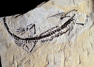 Őstörténet: Mesosaurus-kövület, paleozoikum, permi periódus. Találkozz Minas Gerais-ban, Brazíliában. alkotó: Prehistoric Prehistoric