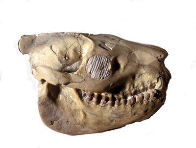 Őstörténet: Oreodon koponyája (vagy Merycoidodon), dinoszaurusz. kainozoikum kor, oligocén időszak. az Egyesült Államokban, Dél-Dakotában találták meg. alkotó: Prehistoric Prehistoric