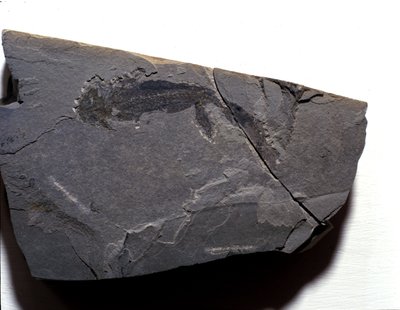 Őstörténet: perm kor, paleozoikum. Branchiosaurus (Brahiopode) kövület. Keresse Rotliegenben, Németországban alkotó: Prehistoric Prehistoric