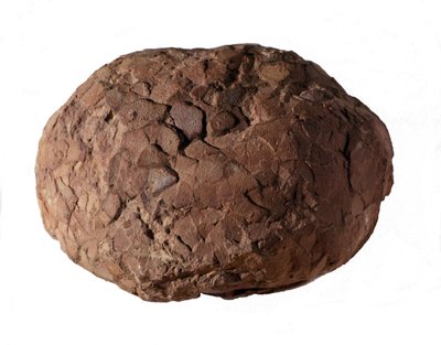 Őstörténet: dinoszaurusz tojást találtak Provence-ban. Mezozoikum korszak, jura időszak. alkotó: Prehistoric Prehistoric