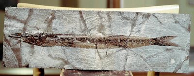 Őstörténet: Sphyraena Bolcensis halkövület a Bolca-hegy helyéről (Olaszország). Eocén időszak. Polgári Természettudományi Múzeum, Milánó alkotó: Prehistoric Prehistoric