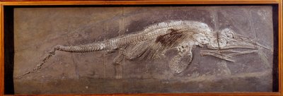 Őstörténet: Pareiasaudor kövülete, őskori állat, Párizs, Természettudományi Múzeum alkotó: Prehistoric Prehistoric