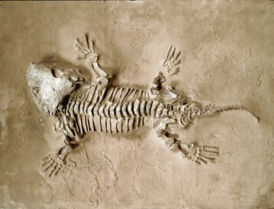 Őstörténet: Seymouria Biolorensis kétéltű hüllő kövületei Texasból az Egyesült Államokban. Permi időszak. Polgári Természettudományi Múzeum, Milánó alkotó: Prehistoric Prehistoric