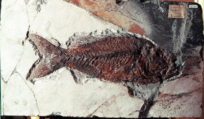 Őstörténet: a Sparnodus Elongatus hal kövülete a Bolca-hegy (Olaszország) helyéről. Eocén időszak. Museo Civico di Storia Naturale, Milánó alkotó: Prehistoric Prehistoric
