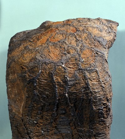 Őstörténet: Stromatolit (vagy stromatolit) kövülete, tengeri kőzet, archeozoikum korszak. Mauritániában találták meg. alkotó: Prehistoric Prehistoric