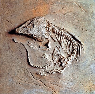 Őstörténet: a Labodosaurus hamatus hüllő kövülete Texasból, az Egyesült Államokból. Karbon időszak, paleozoikum. Museo Civico di Storia Naturale, Milánó alkotó: Prehistoric Prehistoric