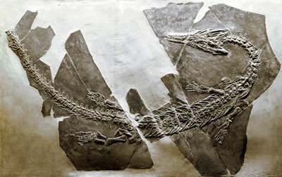Őstörténet: az Askeptosaurus italicus vízi hüllő kövülete Besanoból (Olaszország). A középső triász időszaka. Museo Civico di Storia Naturale, Milánó alkotó: Prehistoric Prehistoric