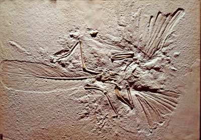 Őstörténet: az Archeopteryx (archeopteryx) Lithographica madár kövülete Solnhofen (Németország) lelőhelyéről. Superior Jurassic. Museo Civico di Storia Naturale, Milánó alkotó: Prehistoric Prehistoric