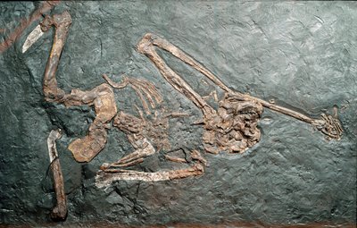 Őstörténet: a Bamboli-hegyről (Grosseto) származó nagy főemlős Oreopitheque (Oreopithecus bambolii) kövülete. Miocén korszak. Polgári Természettudományi Múzeum, Milánó alkotó: Prehistoric Prehistoric