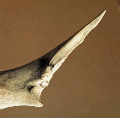 Őstörténet: marha singcsontból készült kés az Arene Candide (Finale Liguria) Nekropólusból, Liguria. Alsó neolitikum, Péter kora. Gének, régészeti múzeum alkotó: Prehistoric Prehistoric