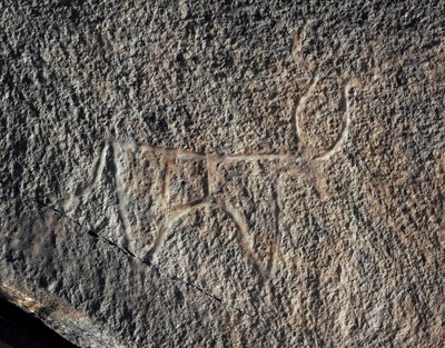 Őstörténet, sziklaművészet: a szarvasmarha ábrázolásának komoly sziklája. Tazina stílus. Kőkorszak Kr.e. 5000-2000. Taghit, Haut plateau du Hoggar (Ahaggar), Algéria alkotó: Prehistoric Prehistoric