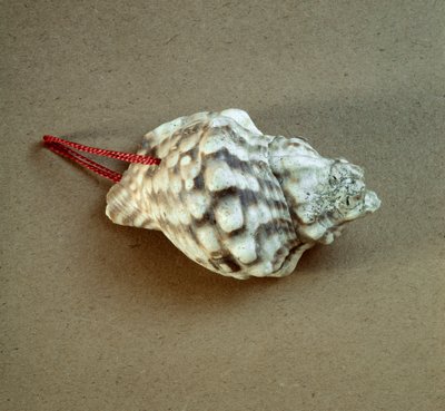 Őstörténet: a Triton nodifer héja áttört, sípként használt Arene Candide (Finale Liguria) Nekropólusból, Liguria. Középső neolitikum, kőkorszak. Gének, régészeti múzeum alkotó: Prehistoric Prehistoric