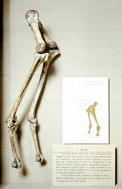 Őstörténet: Moa Dinornis lábainak csontváza, új-zélandi óriási fosszilis madarak, amelyek nem repülnek. Kréta időszak. Museo Civico di Storia Naturale, Milánó alkotó: Prehistoric Prehistoric