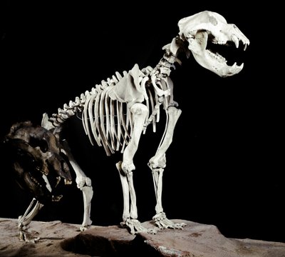 Őstörténet: a barlangi medve (Ursus spelaeus) csontváza a Banditák barlangjaitól az olaszországi Roaschiáig. A pleisztocén időszaka. Polgári Természettudományi Múzeum, Milánó alkotó: Prehistoric Prehistoric