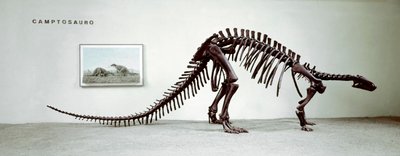 Őstörténet: a camptosaurus dinoszaurusz (Camptosaurus Browni) csontváza. A felsőbb jura időszaka. Museo Civico di Storia Naturale, Milánó alkotó: Prehistoric Prehistoric