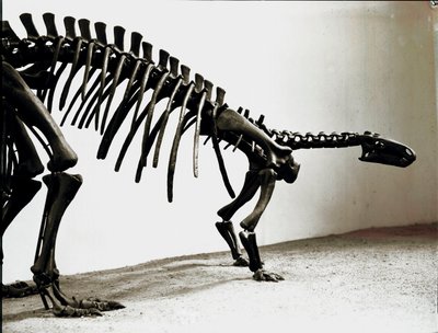 Őstörténet: a camptosaurus dinoszaurusz (Camptosaurus Browni) csontváza. A felsőbb jura időszaka. Museo Civico di Storia Naturale, Milánó alkotó: Prehistoric Prehistoric