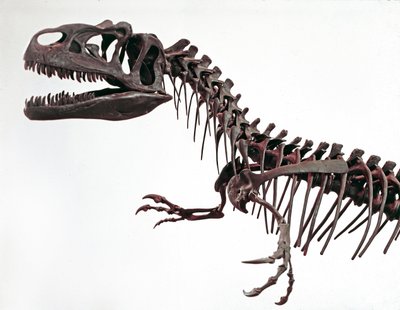 Őstörténet: az Allosaurus fragilis dinoszaurusz csontváza. A felső jura időszaka. Polgári Természettudományi Múzeum, Milánó alkotó: Prehistoric Prehistoric
