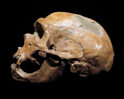 Őstörténet: a szentek kápolnája emberének koponyája, neandervölgyi ember (neandervölgyi vagy neandervölgyi: Homo sapiens), paleolitikum. 1908-ban újraegyesült Correze-ben. Civico di Storia Naturale Múzeum, Milánó – Őstörténet: emberi koponya a la-ból alkotó: Prehistoric Prehistoric