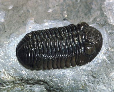 Őstörténet: trilobita Phacops Rana kövület (ízeltlábú). A paleozoikum kora, a devon korszaka. Keresse az Egyesült Államokban, Ohióban alkotó: Prehistoric Prehistoric