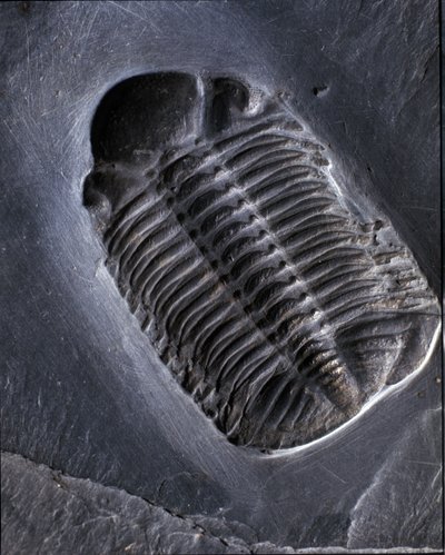 Őstörténet: trilobita Phacops Rana kövület (ízeltlábú). A paleozoikum kora, a devon korszaka. Keresse a németországi Bundenbach környékén. alkotó: Prehistoric Prehistoric