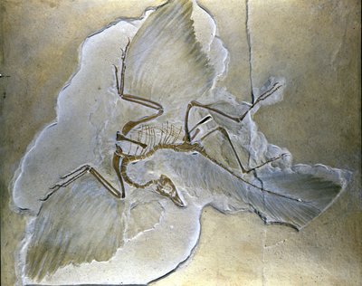 A primitív madarakat Archaeopteryxnek hívták. Komplett kövületeket találtak Bajorországban, a felső jura palákban. alkotó: Prehistoric Prehistoric