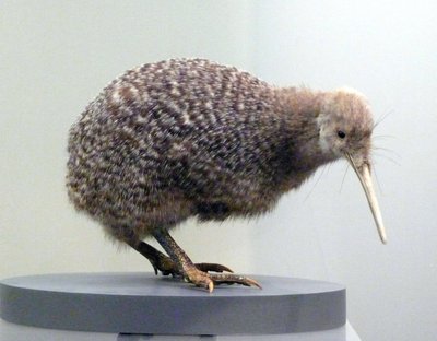 Minta madár töltött kivi (apterygides), nem tud repülni. Auckland Múzeum, Új-Zéland alkotó: Prehistoric Prehistoric
