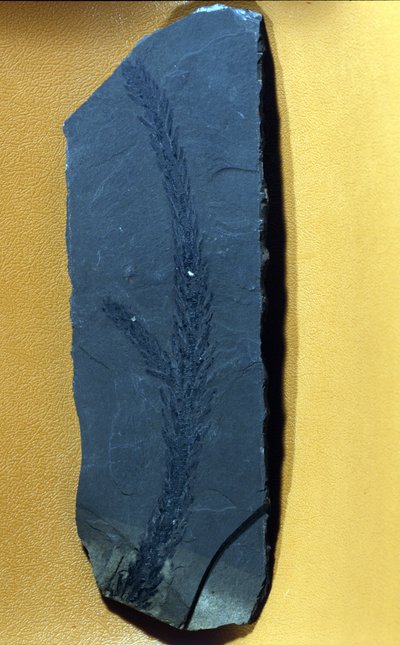 őstörténet: Glyptolepsis keuperiana, a felső triász időszak fosszilis tűlevelű, mezozoikum korszaka. alkotó: Prehistoric Prehistoric